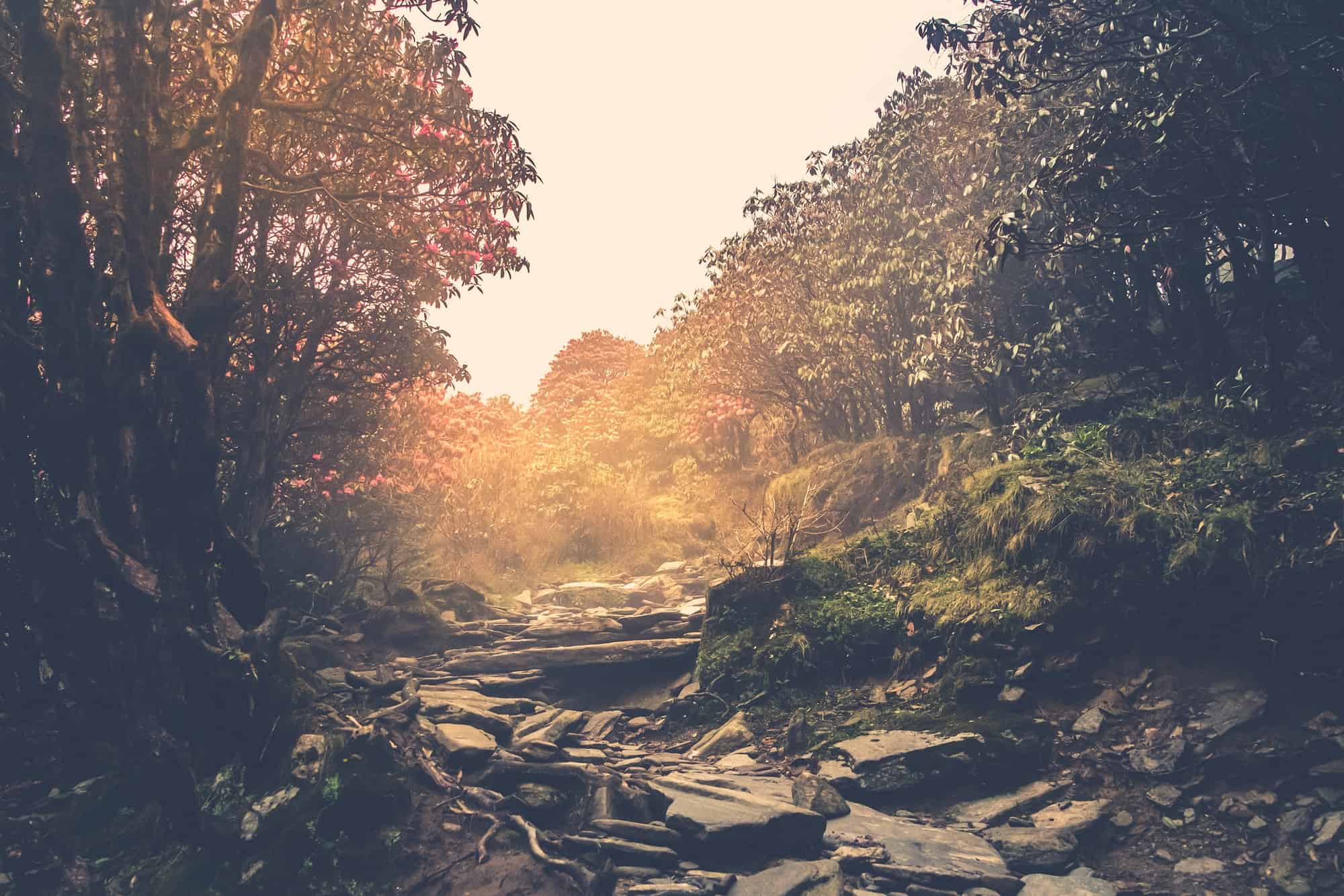 Trail through a mysterious forest