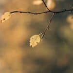 Tree branch with yellow leaves in autumn