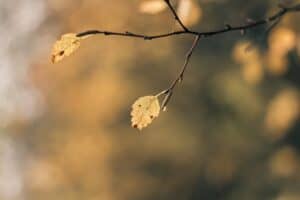 Tree branch with yellow leaves in autumn